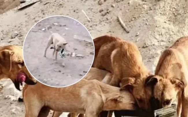 Kesaksian Mengejutkan Pejabat PBB : Anjing di Gaza Gemuk karena Makan Mayat Warga Palestina yang Dibunuh Israel!