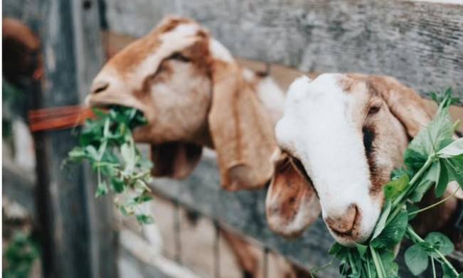 Berikut Harga Kambing dan Domba Kurban Idul Adha 2025 : Dari Lembaga Penyedia Layanan hingga Marketplace!