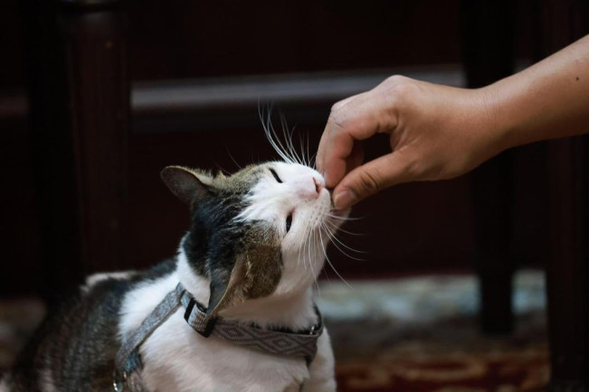 Waduh! Posisi Bobby Kertanegara Tergeser? Kucing Baru Prabowo Subianto Curi Perhatian