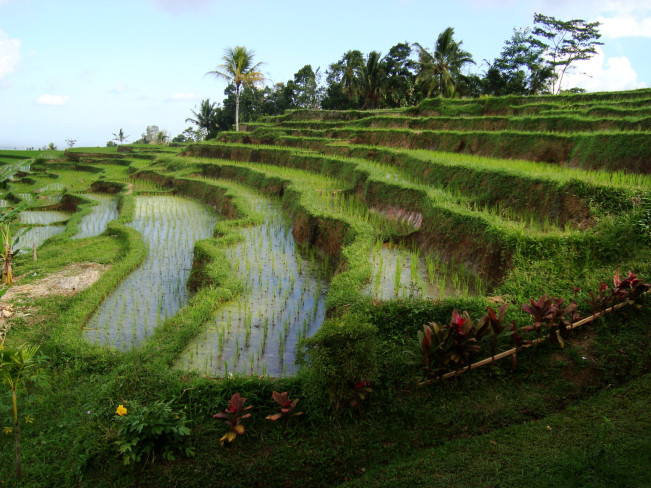Walhi Bali Sorot Proyek Rusak Subak dan Rakus Air