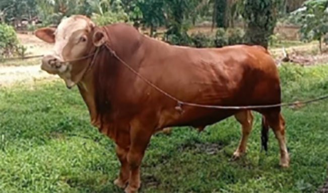 Sapi seberat 950 Kg dan 820 Kg, milik peternak Rokan Hulu, terpilih jadi hewan kurban Presiden Prabowo/Sumber Foto: mediacenter.riau
