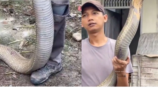 Viral Video Ular King Kobra 5,5 Meter di Malaysia, Menjadi yang Terpanjang di Dunia?