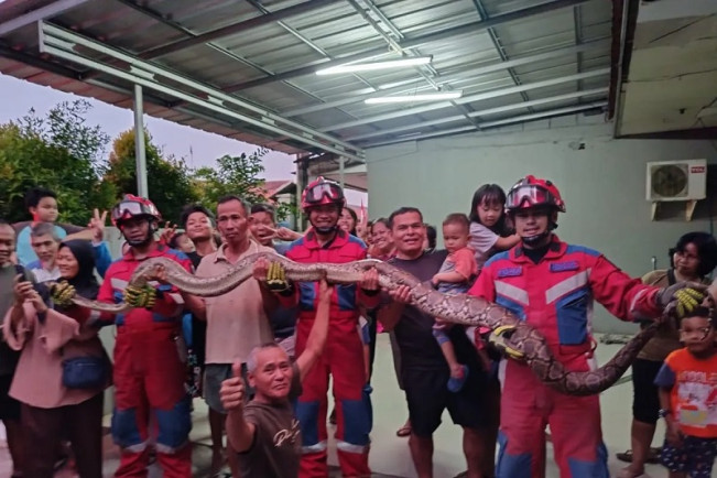 Gulkarmart Evakuasi Ular Sanca Sepanjang Lima Meter di Cibubur
