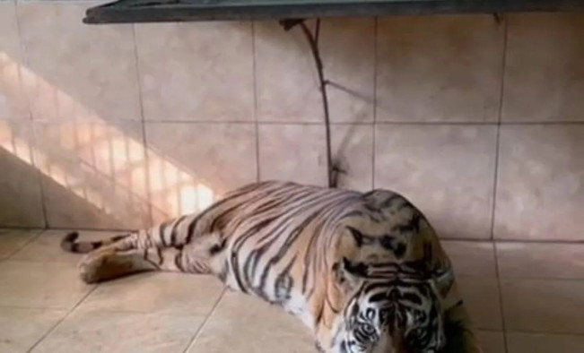 Uni, harimau sumatera koleksi Kebun Binatang Taman Rimba Jambi mati, Kamis (29/5/2025). [Dok. Istimewa]