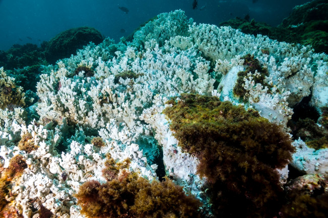 Peneliti Australia Temukan â€œCoral Bleachingâ€ di Utara Great Barrier Reef