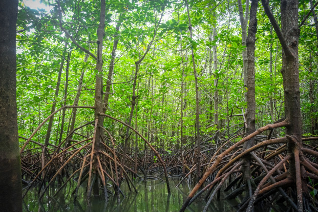 Kunjungi Wisata Mangrove Jambi, Sandiaga Pesan Begini