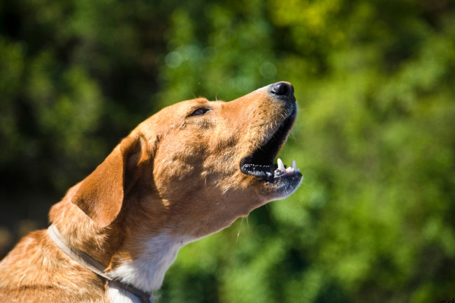 Terjemahkan Gonggongan Anjing Pakai AI, Apa Bisa?