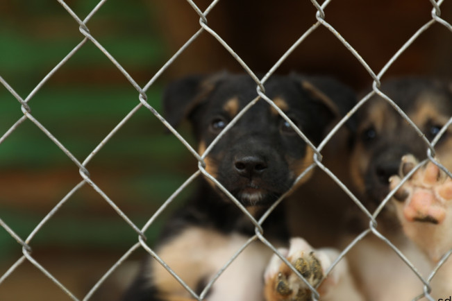 Terjemahkan Gonggongan Anjing Pakai AI, Apa Bisa?