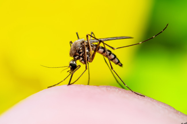 Semakin Parah, Virus West Nile di Israel Kian Meluas