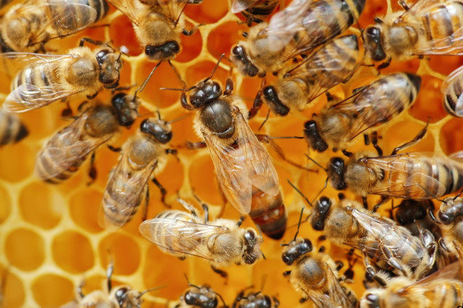 Iriana Jokowi Dituding Idap Queen Bee Syndrome, Apakah Itu?