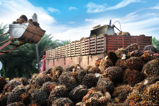 Sumut Dukung Hilirisasi Investasi Strategis Sektor Industri Kelapa Sawit