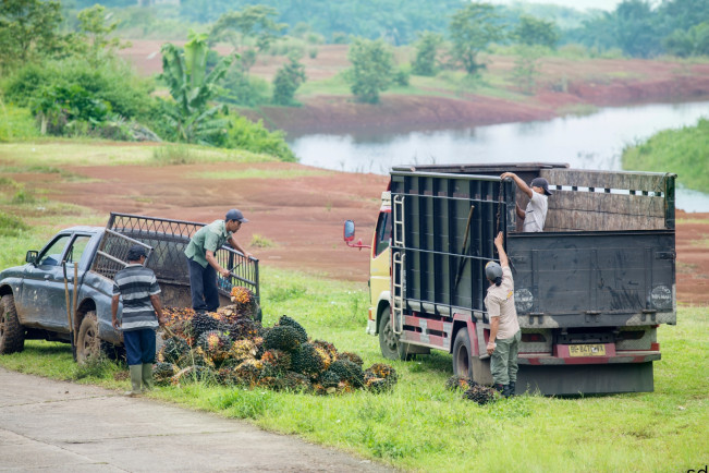 Bill Gates Singgung Indonesia saat Berbicara Minyak Sawit