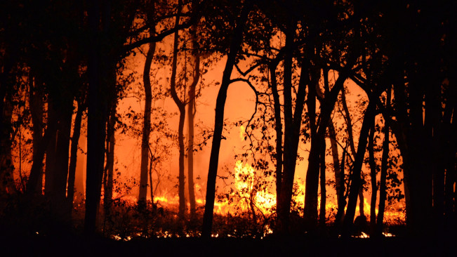 Kebakaran Hutan 2023 di Indonesia Tembus 1 Juta Hektare