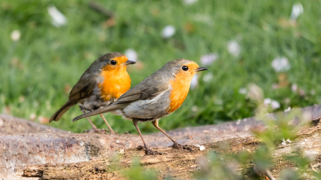 Konservasionis Ini Gunakan AI untuk Analisis Suara Burung