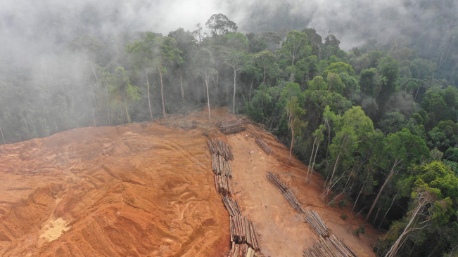 Bersama Norwegia, Indonesia Mulai Tahap Empat Penurunan Deforestasi