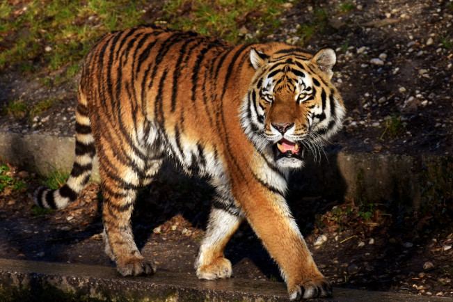 Harimau Jawa Belum Punah? Ini Kata BRIN!