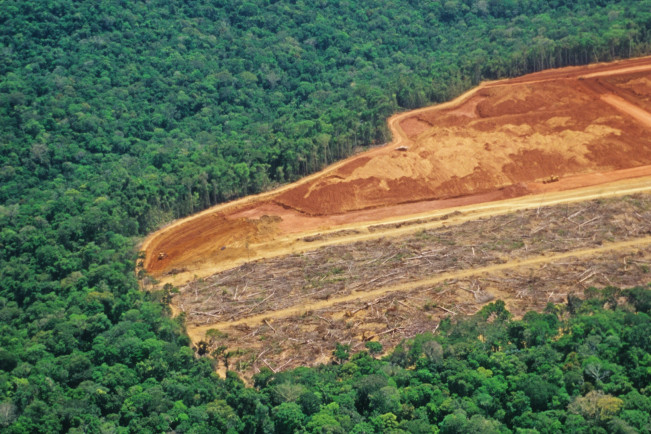 Deforestasi Berkurang di 2023, Namun Ancamannya Tetap Nyata