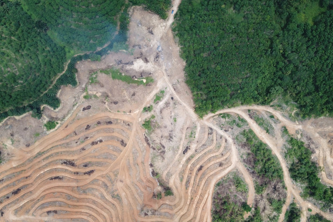 Deforestasi Berkurang di 2023, Namun Ancamannya Tetap Nyata