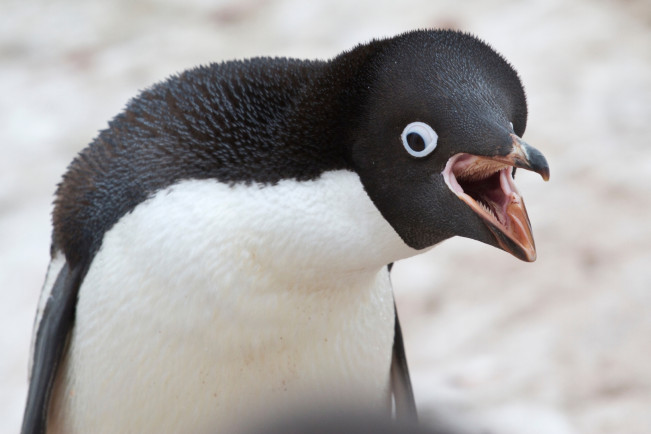 Ratusan Penguin Mati di Antartika, Ada Apa?
