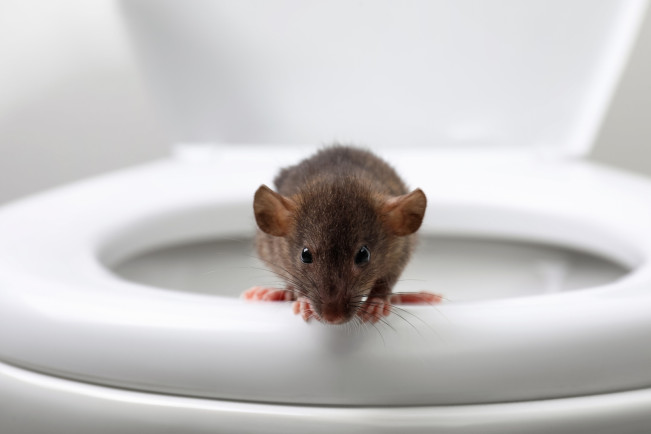 Digigit Tikus saat di Toilet, Lansia Malang Ini Masuk Rumah Sakit