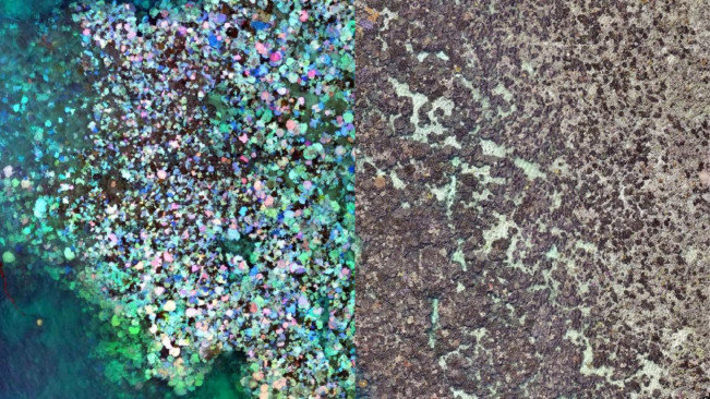 97 Persen Terumbu Karang di Great Barrier Reef, Mati