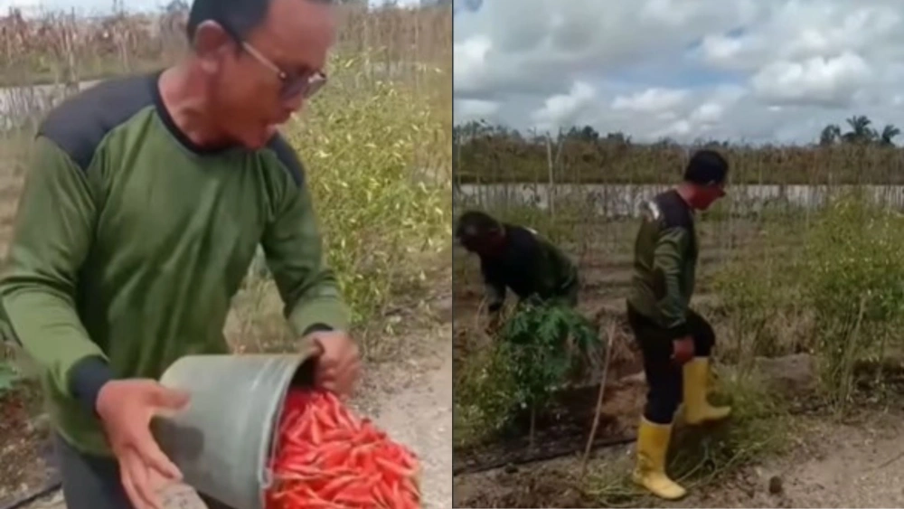 Viral Petani Cabai di Kalimantan Tengah Buang Hasil Panen Gara-Gara Harga Anjlok