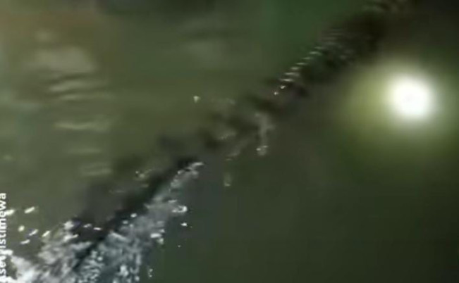 Viral! Buaya Sepanjang 5 Meter Muncul Dipermukiman Warga
