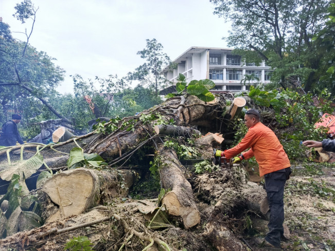 Pohon 30 Meter Dekat Istana Bogor Tumbang, Dua Orang Terluka