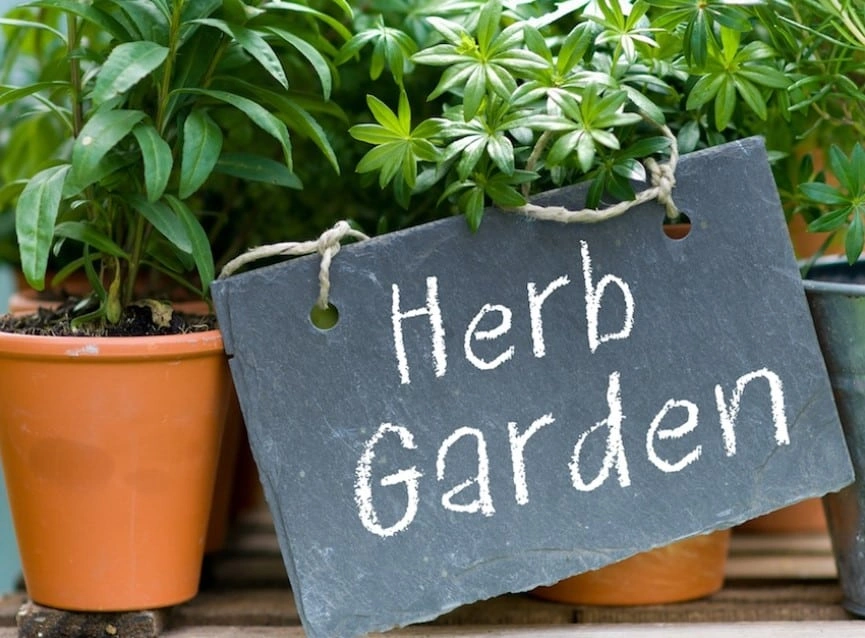 Mengenal Tanaman Obat Keluarga dan Khasiatnya