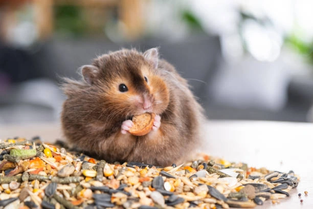 Waspada! Makanan Ini Berbahaya Bagi Guinea Pig