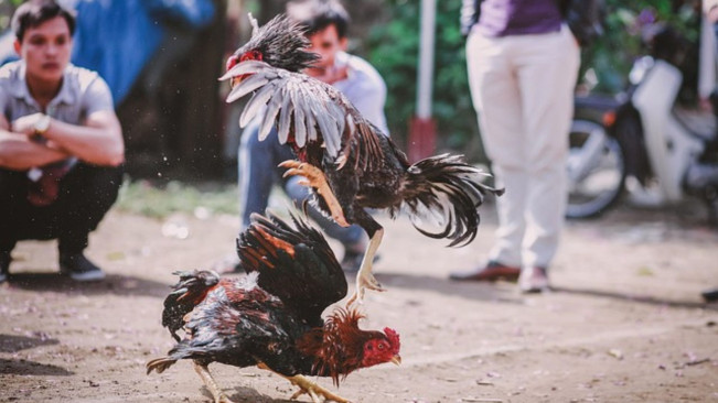 Apakah Sabung Ayam Legal atau Ilegal?