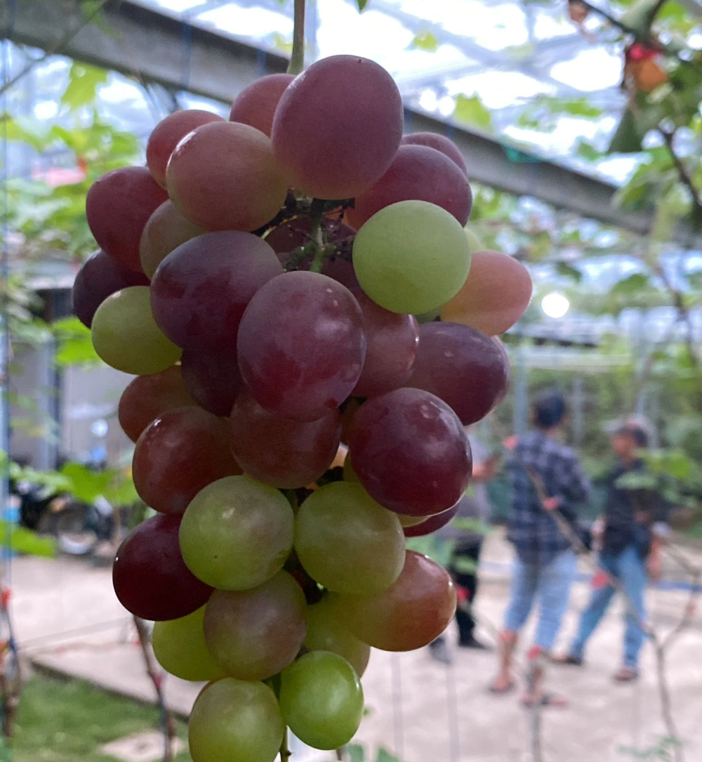 Resmi Dicanangkan, Ini Konsep Agrowisata Terpadu Rejang Lebong yang Siap Angkat Derajat Petani