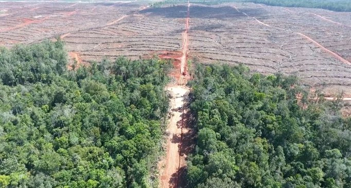 Ambisi Lumbung Pangan Di Merauke Picu Kekhawatiran Global