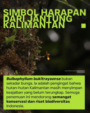 Bulbophyllum bukitrayaense memiliki keunikan yang membedakannya dari Anggrek lain. (Instagram/@kemenhut)