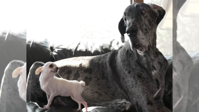 Ini Dia Anjing Tertinggi dan Terkecil yang Pecahkan Rekor Dunia