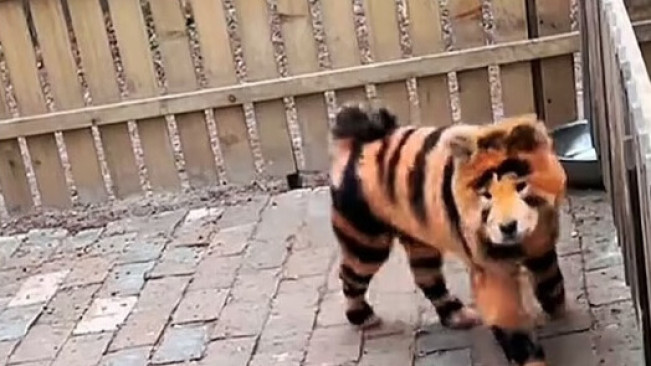 Kebun Binatang di Tiongkok Bikin Heboh Palsukan Harimau dengan Anjing yang Dicat Belang