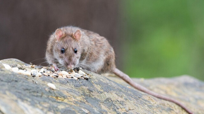Cara Alami Usir Tikus, Dijamin Gak Akan Balik Lagi