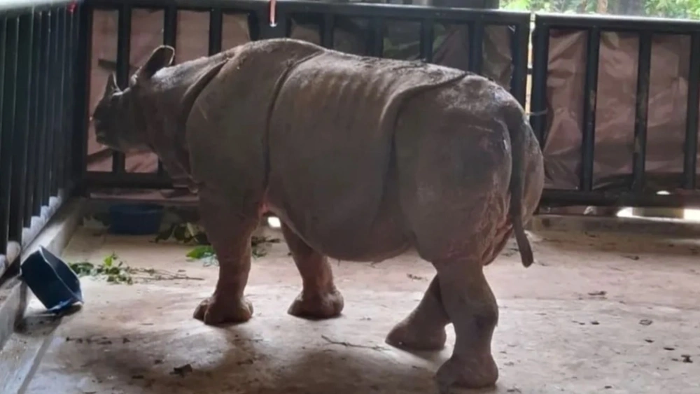 Badak Jawa Musofa mati usai drelokasi ke Javan Rhino Study And Conservation Area (JRSCA) di Ujung Kulon [Instagram @btn_ujung_kulon]