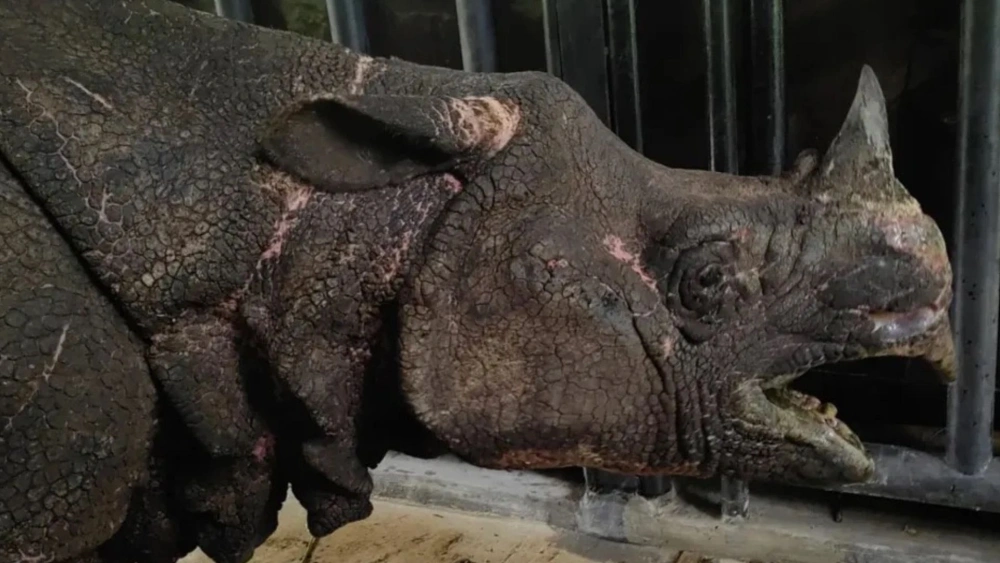 Indonesia Berduka, Badak Jawa Musofa Meninggal Dunia