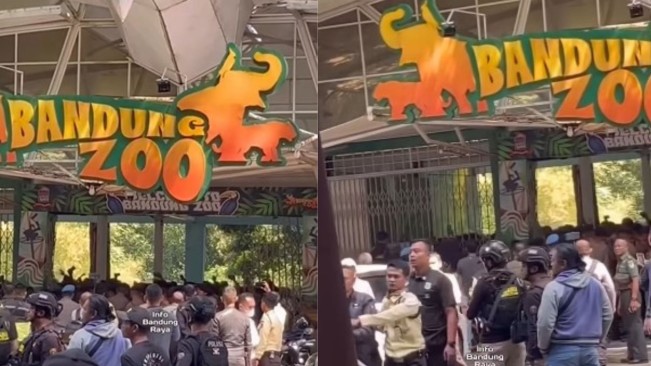 Heboh Bandung Zoo Ricuh, Taman Safari Indonesia Duduki Kebun Binatang Bandung?