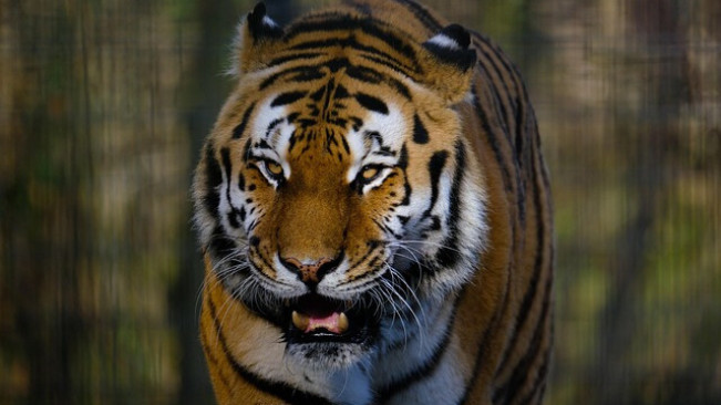 Fakta-Fakta Harimau Jawa, Hewan Endemik Indonesia yang Dinyatakan Punah tapi Dipercaya Masih Ada