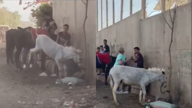 Viral, Dokter Hewan Ditangkap karena Serang Pria yang Mencambuk Keledai Berkali-kali