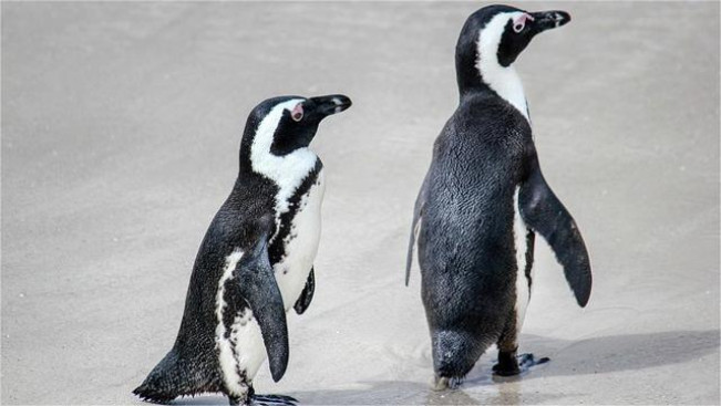 Helikopter di Afrika Selatan Jatuh Gara-Gara Penguin Lepas