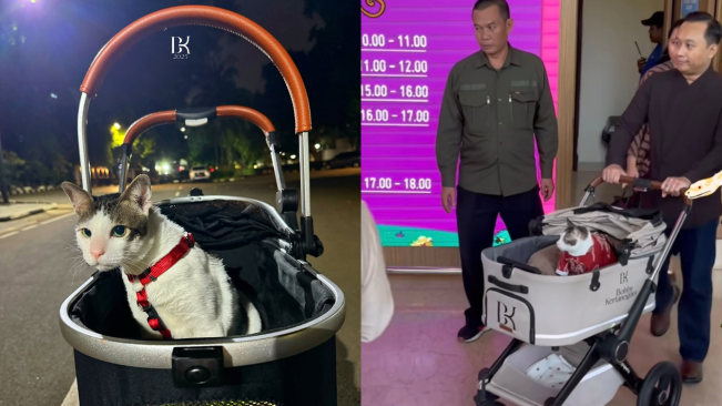 Bobby Kertanegara, Kucing Prabowo Subianto Bikin Heboh Petfest Indonesia 2025!
