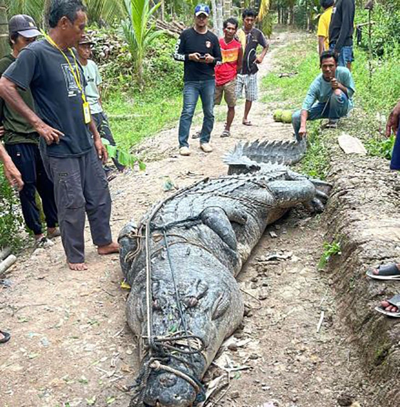 Penampakan buaya raksasa 7 meter berat 1 ton yang berhasil dievakuasi warga dari parit Desa Sungai Undan [Foto: Mediacenter.Riau]