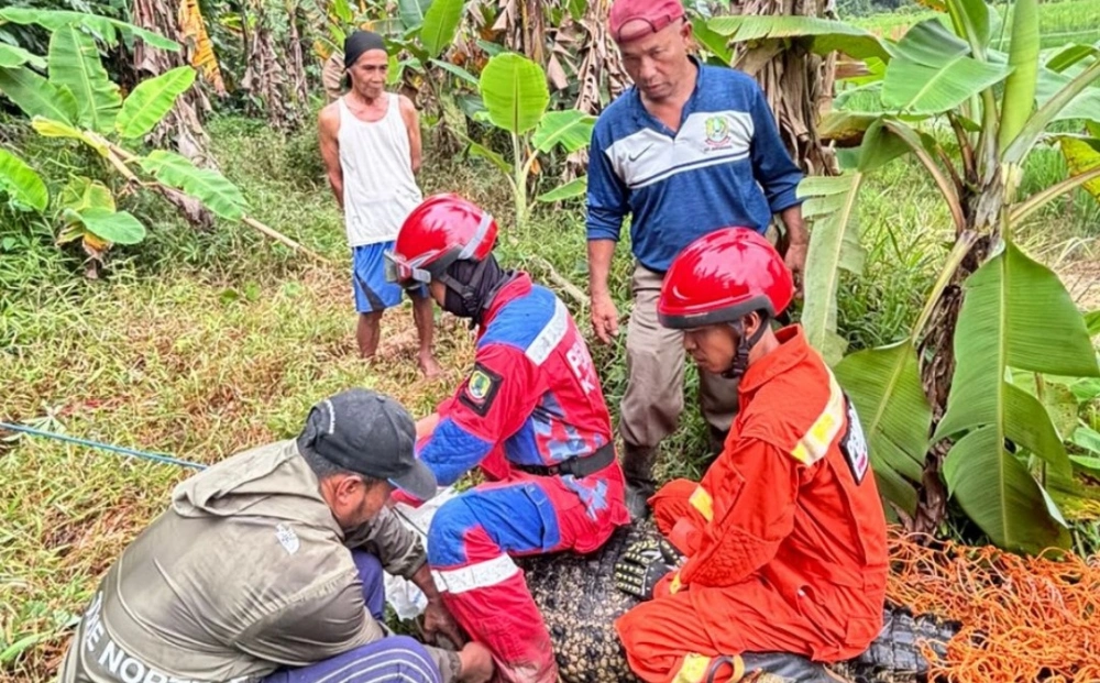 Evakuasi buaya di area persawahan di Kota Bekasi, Jawa Barat, berlangsung dramatis. [Instagram @disdamkarmatkotabekasi.id]