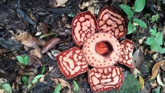 Bunga Bangkai Raksasa Rafflesia hasseltii Mekar di Rejang Lebong, Ini Aturan Ketat Bagi Pengunjung yang Ingin Melihat