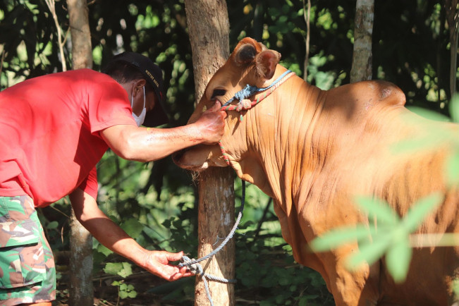 Patungan Kambing, Tapi Niat Kurban? Wajib Baca Ini Dulu!