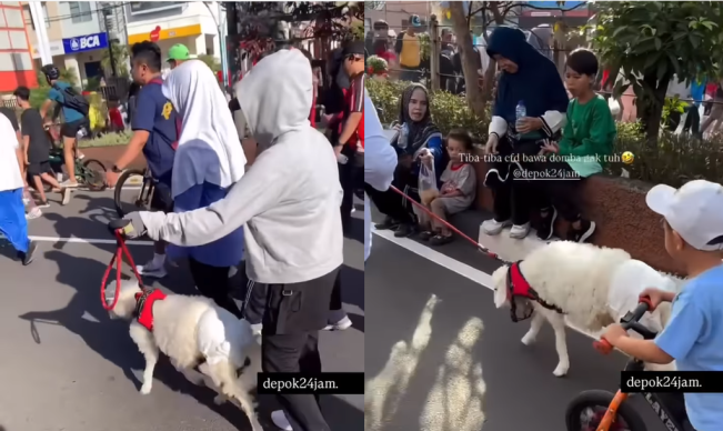 CFD Depok Memang Beda! Warga Bawa Domba Keliling Margonda