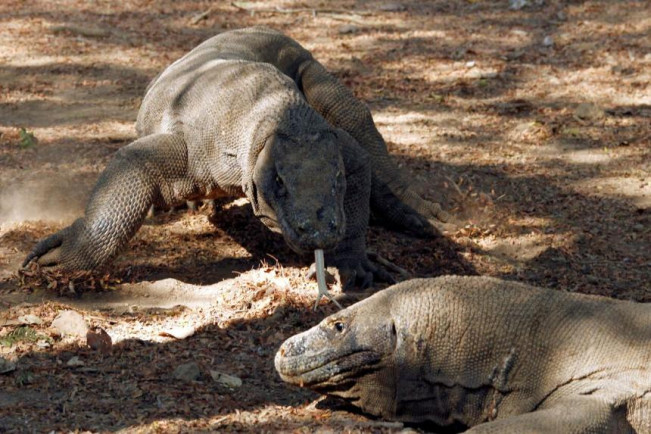 Gawat! Seperlima Spesies Reptil Dunia Terancam Punah, Ada Komodo